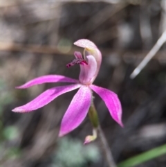 Caladenia congesta at Acton, ACT - 30 Oct 2015