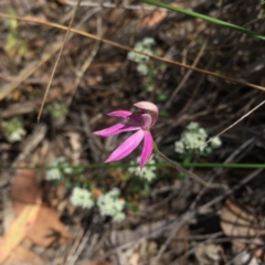 Caladenia congesta at Acton, ACT - 30 Oct 2015