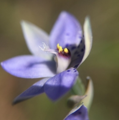 Thelymitra juncifolia (Dotted Sun Orchid) at Black Mountain - 30 Oct 2015 by AaronClausen