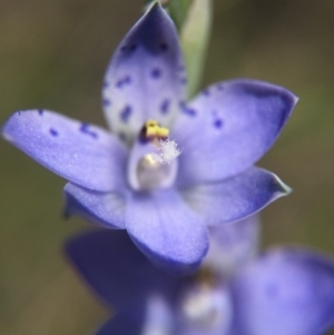 Thelymitra juncifolia at Acton, ACT - 30 Oct 2015