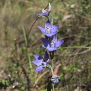 Thelymitra juncifolia at Acton, ACT - 30 Oct 2015