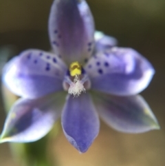 Thelymitra juncifolia (Dotted Sun Orchid) at Black Mountain - 30 Oct 2015 by AaronClausen