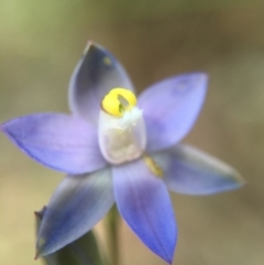 Thelymitra pauciflora (Slender Sun Orchid) at Black Mountain - 30 Oct 2015 by AaronClausen