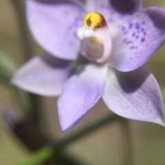 Thelymitra simulata (Graceful Sun-orchid) at Black Mountain - 30 Oct 2015 by AaronClausen