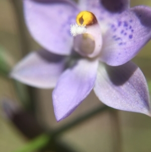 Thelymitra simulata at Acton, ACT - 30 Oct 2015