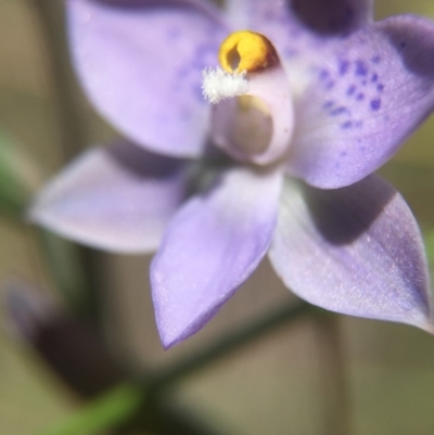 Thelymitra simulata (Graceful Sun-orchid) at Black Mountain - 30 Oct 2015 by AaronClausen