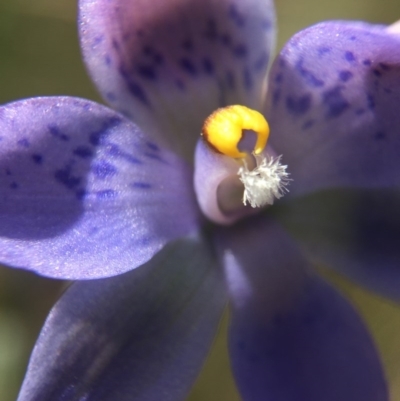 Thelymitra simulata (Graceful Sun-orchid) at Acton, ACT - 30 Oct 2015 by AaronClausen