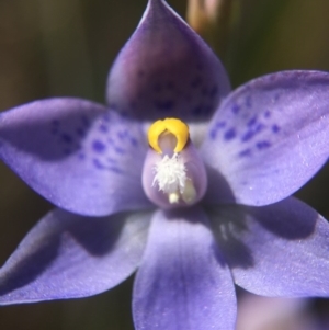 Thelymitra simulata at Acton, ACT - 30 Oct 2015