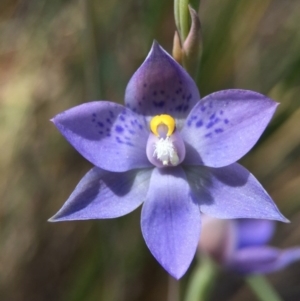 Thelymitra simulata at Acton, ACT - 30 Oct 2015