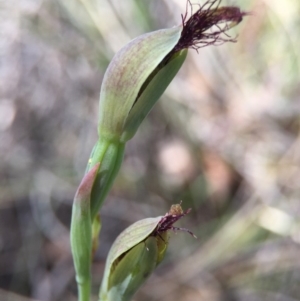 Calochilus sp. at Acton, ACT - 30 Oct 2015