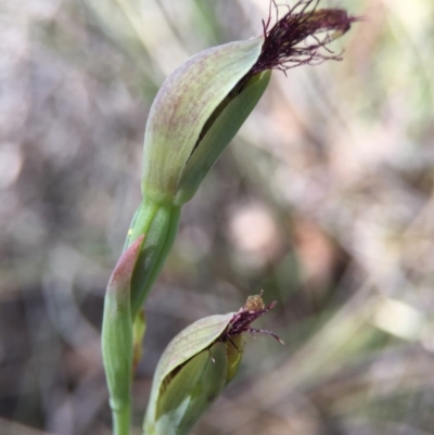 Calochilus sp. (A Beard Orchid) at Black Mountain - 30 Oct 2015 by AaronClausen