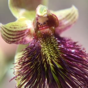 Calochilus paludosus at Acton, ACT - 30 Oct 2015