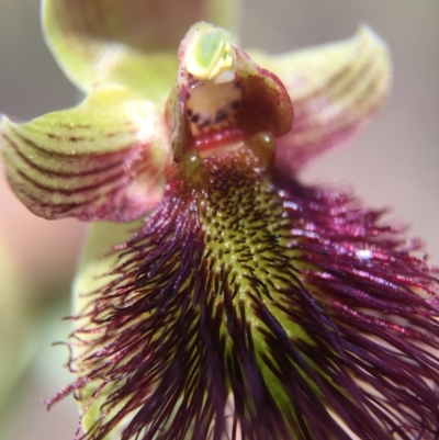 Calochilus paludosus (Strap Beard Orchid) at Acton, ACT - 30 Oct 2015 by AaronClausen