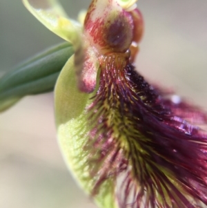 Calochilus paludosus at Acton, ACT - 30 Oct 2015