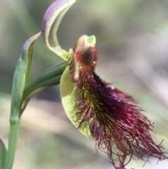 Calochilus paludosus at Acton, ACT - 30 Oct 2015