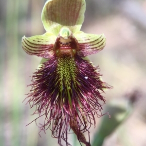 Calochilus paludosus at Acton, ACT - 30 Oct 2015