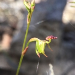 Caleana minor (Small Duck Orchid) at Black Mountain - 30 Oct 2015 by AaronClausen