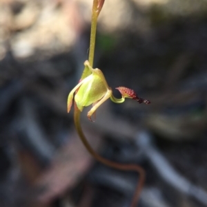 Caleana minor at Canberra Central, ACT - 30 Oct 2015