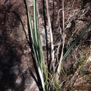 Dianella sp. aff. longifolia (Benambra) at Molonglo River Reserve - 30 Oct 2015