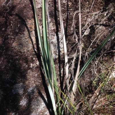 Dianella sp. aff. longifolia (Benambra) (Pale Flax Lily, Blue Flax Lily) at Coombs, ACT - 30 Oct 2015 by RichardMilner