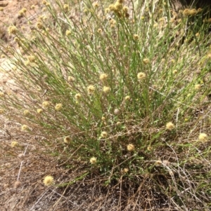 Calotis lappulacea at Molonglo River Reserve - 30 Oct 2015