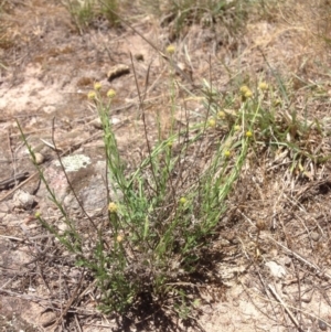 Calotis lappulacea at Molonglo River Reserve - 30 Oct 2015