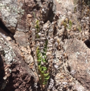 Cheilanthes distans at Molonglo River Reserve - 30 Oct 2015