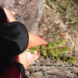 Cheilanthes distans at Molonglo River Reserve - 30 Oct 2015