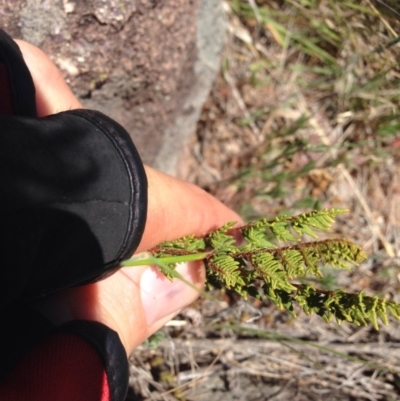Cheilanthes distans (Bristly Cloak Fern) at Coombs, ACT - 30 Oct 2015 by RichardMilner