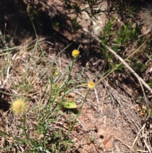 Calotis lappulacea at Molonglo River Reserve - 30 Oct 2015