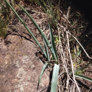 Dianella sp. aff. longifolia (Benambra) at Molonglo River Reserve - 30 Oct 2015