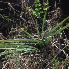 Dianella sp. aff. longifolia (Benambra) (Pale Flax Lily, Blue Flax Lily) at Coombs, ACT - 30 Oct 2015 by RichardMilner