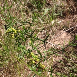 Discaria pubescens at Molonglo River Reserve - 30 Oct 2015