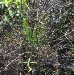 Discaria pubescens (Australian Anchor Plant) at Coombs, ACT - 30 Oct 2015 by RichardMilner