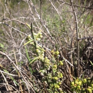 Discaria pubescens at Molonglo River Reserve - 30 Oct 2015 01:10 PM