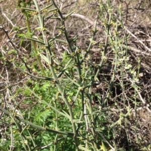 Discaria pubescens at Molonglo River Reserve - 30 Oct 2015 01:11 PM