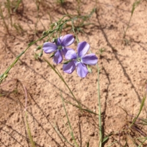 Linum marginale at Canberra Central, ACT - 30 Oct 2015 01:12 PM