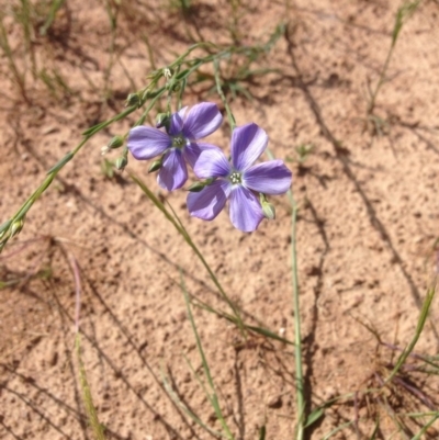 Linum marginale (Native Flax) at Black Mountain - 30 Oct 2015 by RichardMilner