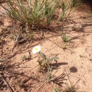Leucochrysum albicans subsp. tricolor at Molonglo River Reserve - 30 Oct 2015