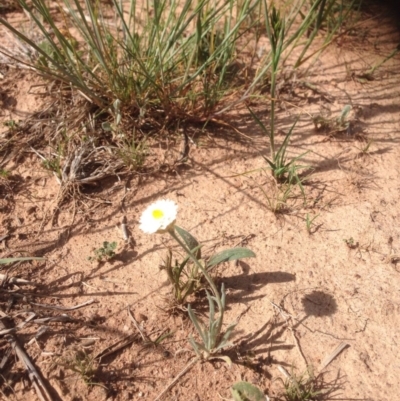 Leucochrysum albicans subsp. tricolor (Hoary Sunray) at Molonglo Valley, ACT - 30 Oct 2015 by RichardMilner