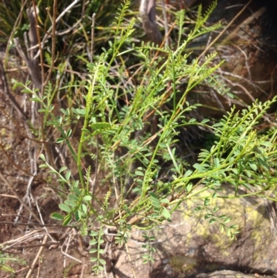 Indigofera adesmiifolia (Tick Indigo) at Molonglo Valley, ACT - 30 Oct 2015 by RichardMilner