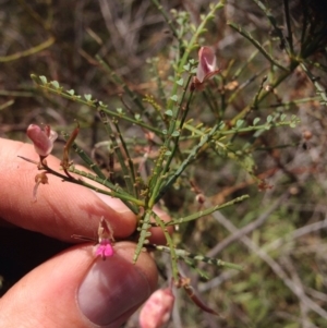 Indigofera adesmiifolia at Molonglo River Reserve - 30 Oct 2015 01:17 PM