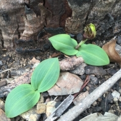 Chiloglottis valida (Large Bird Orchid) at Namadgi National Park - 30 Oct 2015 by TobiasHayashi