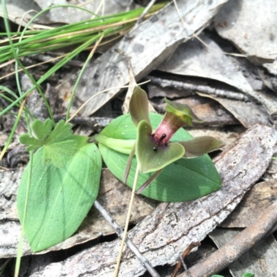 Chiloglottis valida (Large Bird Orchid) at Booth, ACT - 30 Oct 2015 by TobiasHayashi