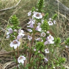 Euphrasia collina subsp. paludosa at Booth, ACT - 30 Oct 2015 by TobiasHayashi