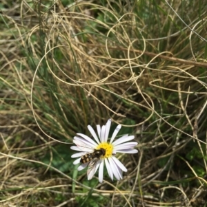 Brachyscome decipiens at Booth, ACT - 30 Oct 2015 01:52 PM