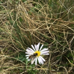 Brachyscome decipiens at Booth, ACT - 30 Oct 2015