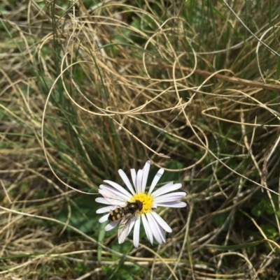 Brachyscome decipiens (Field Daisy) at Namadgi National Park - 30 Oct 2015 by TobiasHayashi