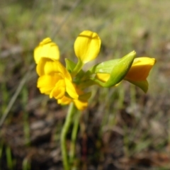 Diuris aequalis (Buttercup Doubletail) at Wombeyan Caves, NSW - 16 Oct 2015 by JanetRussell