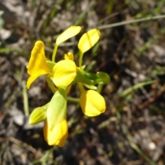 Diuris aequalis at Wombeyan Caves, NSW - 17 Oct 2015